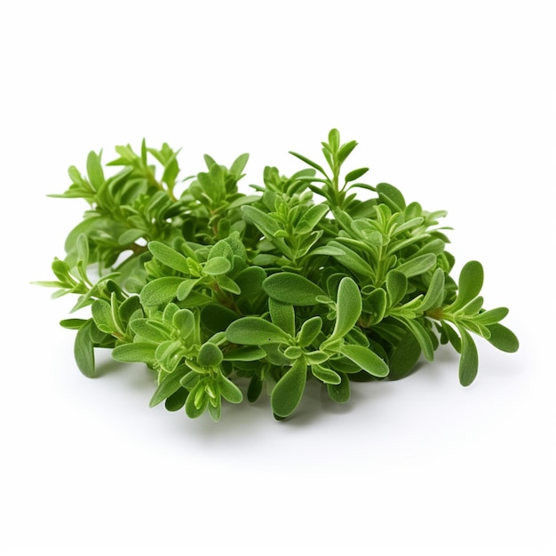 Thyme with white background high quality ultra hd