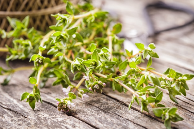 Thyme on the wooden table