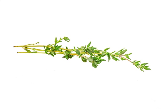 Thyme