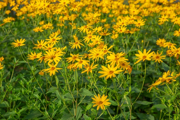 Thymophyllia, gele bloemen, natuurlijke de zomerachtergrond, vaag beeld, selectieve nadruk