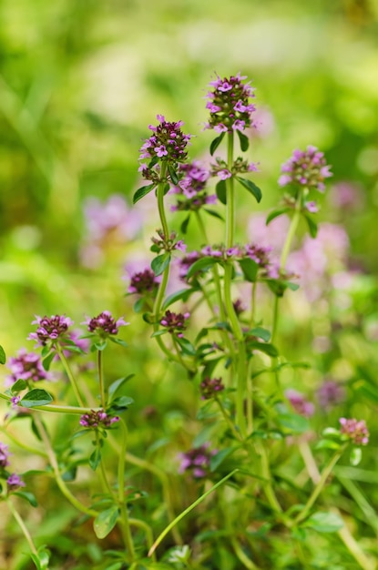 Thymus bloemen