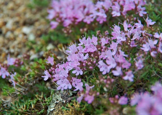 Thymus eubajcalensis ,  near lake Baikal,  Russia