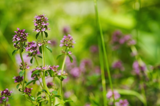 Thymus flowers