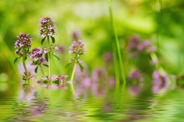 Thymus flowers