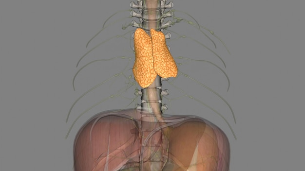 Foto il timo è l'organo principalmente responsabile della produzione e della maturazione delle cellule immunitarie