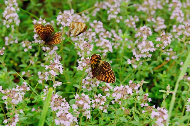 Thymus met vlinder