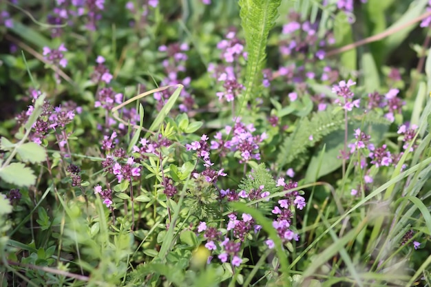 Foto thymus serpyllum breckland tijm kruipende tijm of elfin tijm planten in het bloeiseizoen