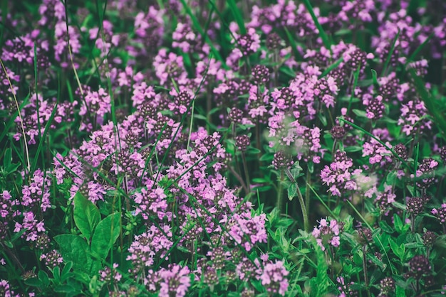 自然の花の背景で育つハーブと調味料を癒す胸腺タイム