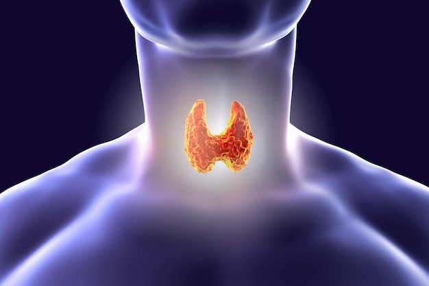 Thyroid gland inside human body 3d illustration