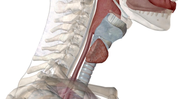 Photo the thyroid gland is an endocrine structure located in the neck