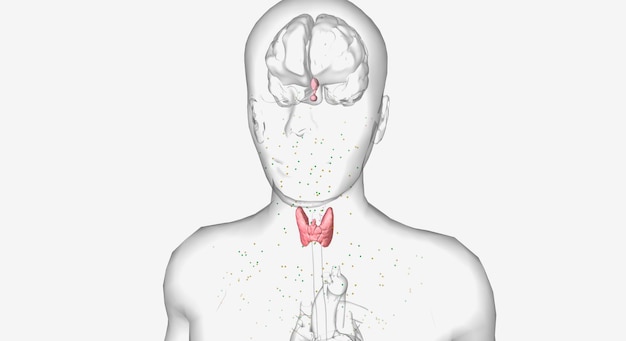 the thyroid is a gland at the base of the neck that helps regulate metabolism