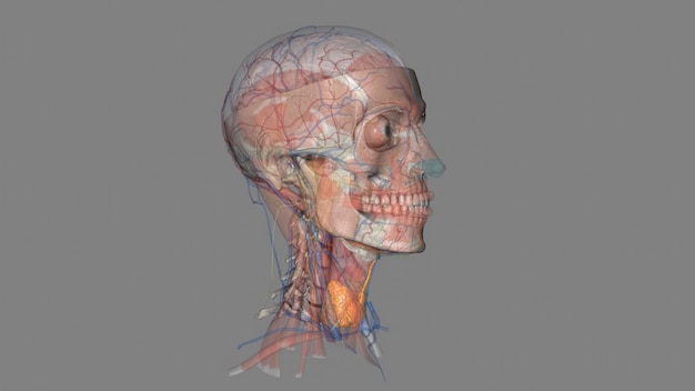 Photo the thyroid is a small butterflyshaped gland located at the base of the neck just below the adams apple