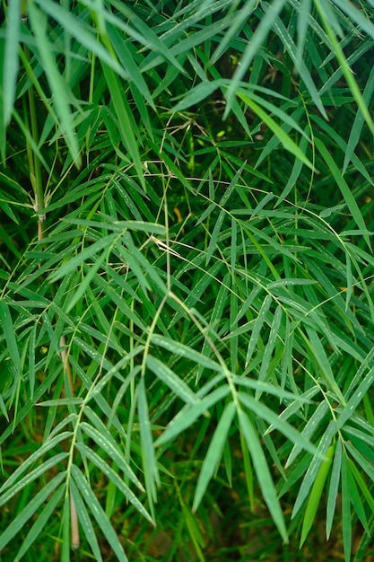 Thyrsostachys は、イネ科の中国およびインドネシアの竹の属です。竹の緑の葉。