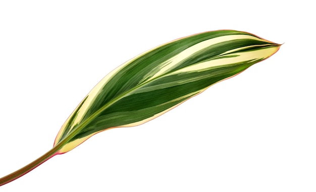 Ti plant or Cordyline fruticosa leaves, Colorful foliage, isolated on white background