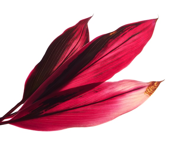 Ti plant or Cordyline fruticosa leaves, Colorful foliage, isolated on white background