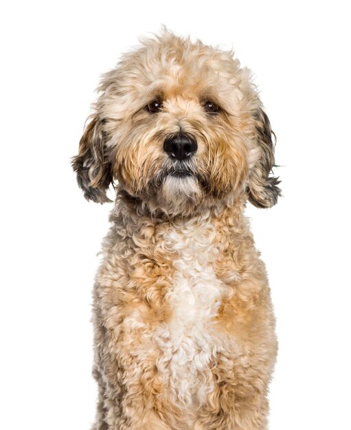 Tibedoodle looking at camera against white background