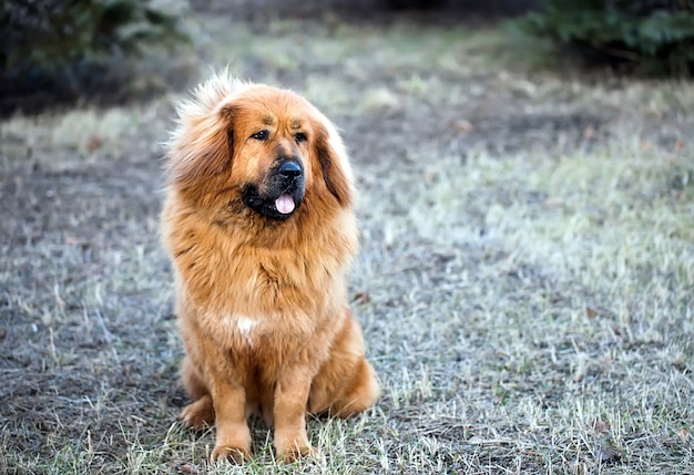 Tibetaanse mastiff