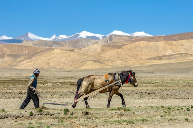 Tibetan farmer plough by draught horse on farmland in tibet