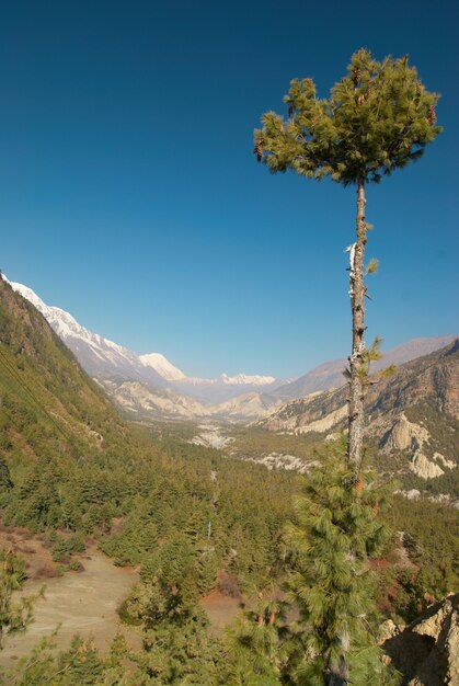 Valle verde tibetana, vista dal trekking dell'annapurna