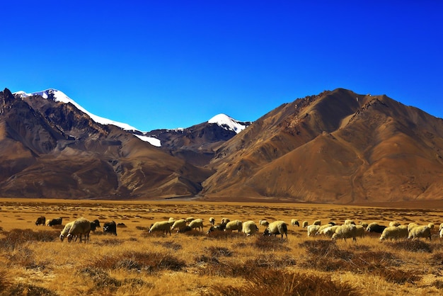 Tibetan landscape travel