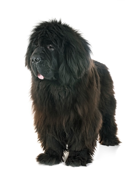 tibetan mastiff in studio