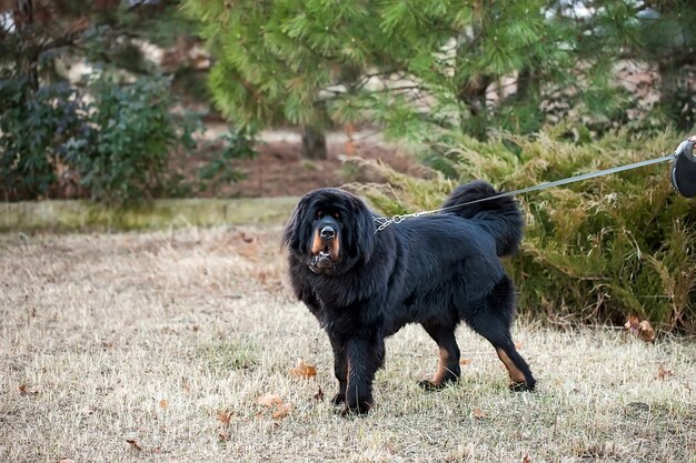 Photo tibetan mastiff