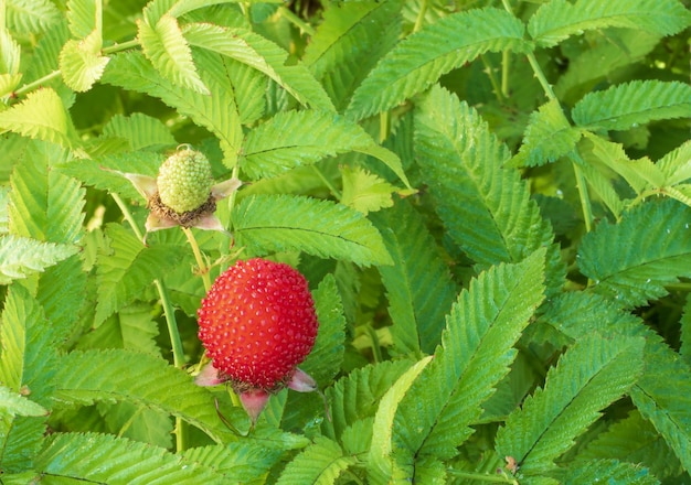 잎의 배경에 대해 티베트 라즈베리 품종 딸기 라즈베리 베리