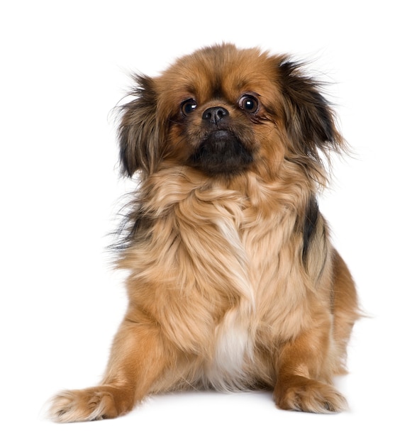 Tibetan spaniel, 4 years old,