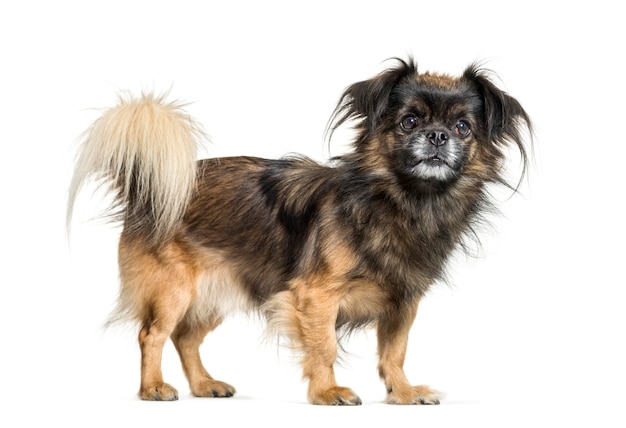 Tibetan spaniel in front of white background