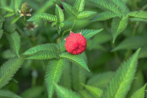 Tibetan strawberry-raspberry, berry. Roseleaf  Rubus rosifolius. Close up on background of leaves