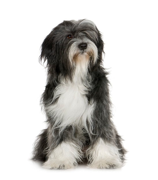 Tibetan Terrier (6 years)