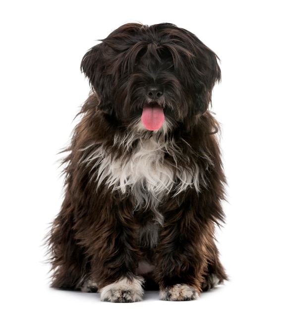 Tibetan Terrier puppy in front of a white wall