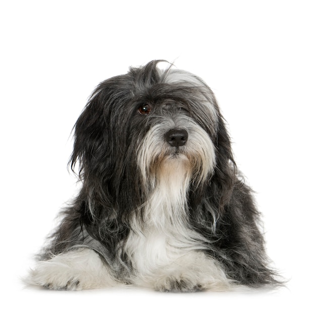 Photo tibetan terrier with 6 years. dog portrait isolated