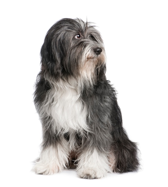 Tibetan Terrier with 7 years.