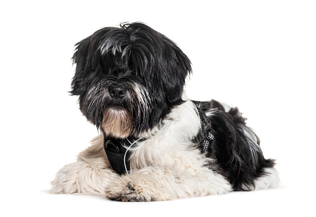 Tibetan terrier with harness isolated on white