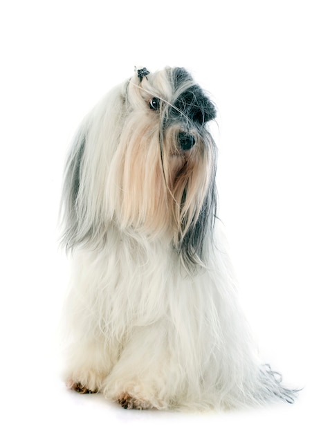 Foto tibetano terrier