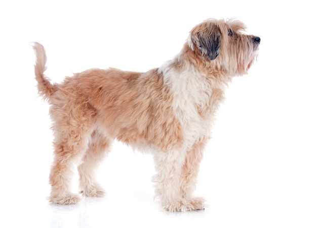 tibetan terrier