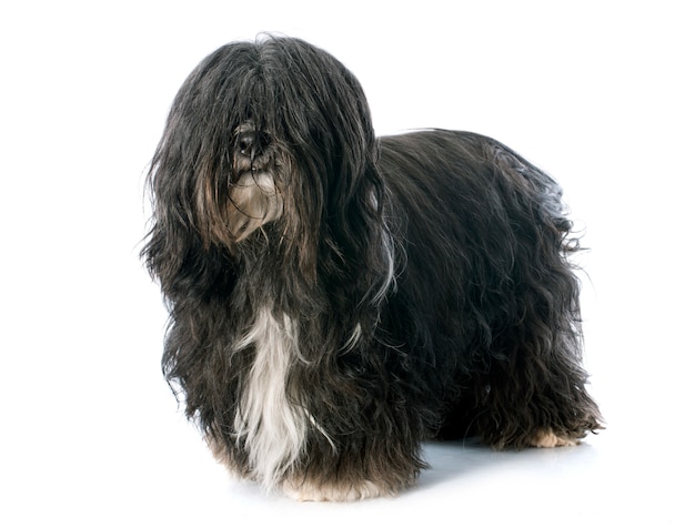 Tibetan terrier