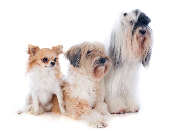 tibetan terriers and chihuahua