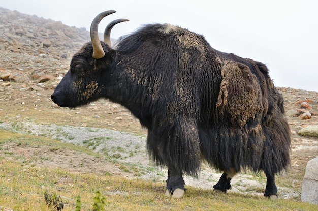 Tibetan yak on pasture