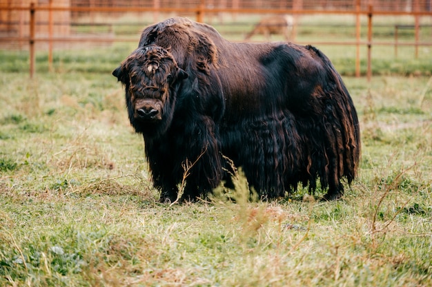 Tibetan yak in zoo