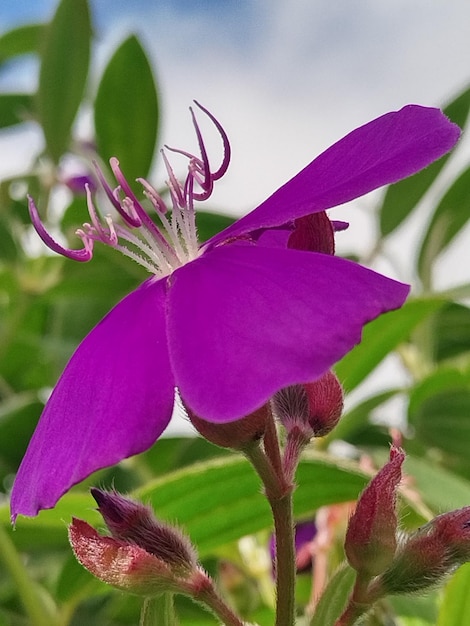 Foto tibouchina