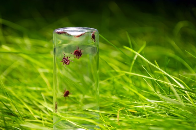 草の背景にガラス瓶の中のダニ