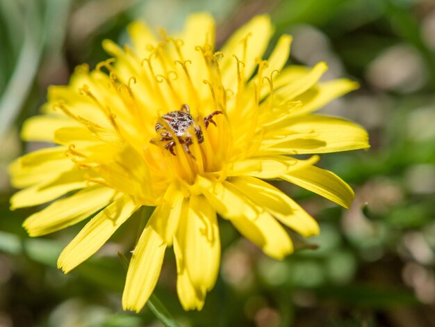 Foto una zecca che si nasconde in un fiore giallo