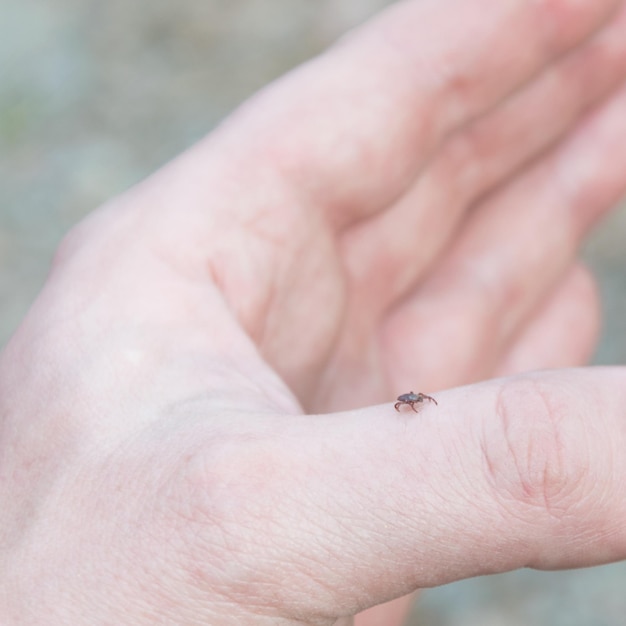 The tick is crawling on the arm