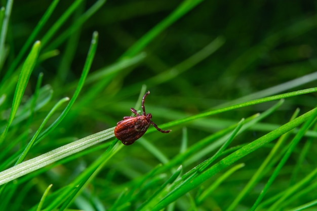 Photo tick at the tips of plants ready to grab onto the victim