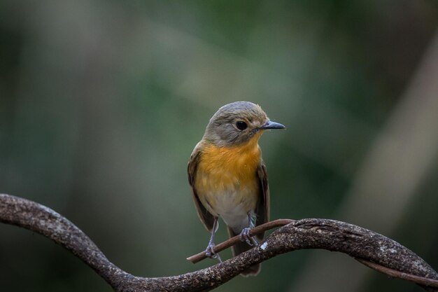 Tickell's blauwe vliegenvanger Cyornis tickelliae op takboom