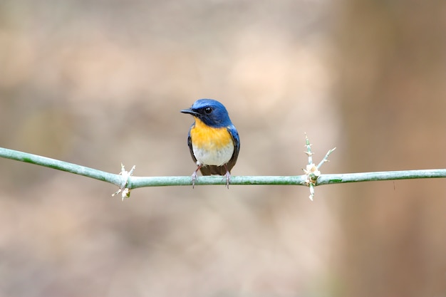 Tickellの青いヒタキCyornis tickelliaeタイの美しい雄鳥