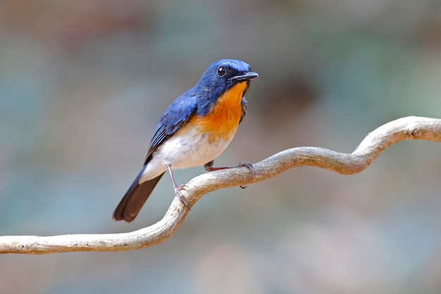 Tickell&#39;s Blue Flycatcher Cyornis tickelliae Mooie mannelijke vogels van Thailand