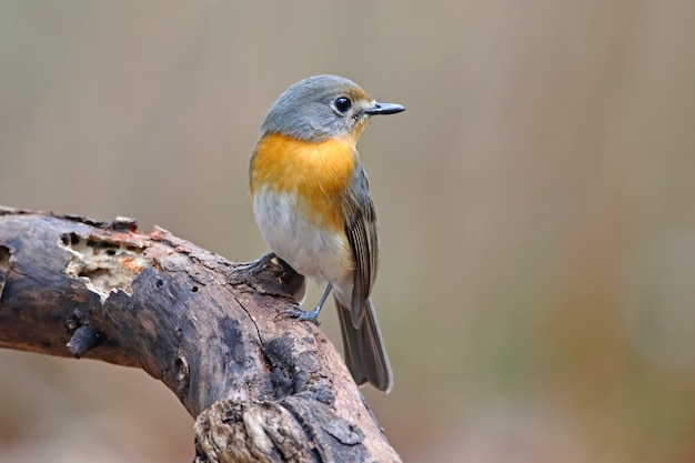 Tickell&#39;s Blue Flycatcher Cyornis tickelliae Mooie vrouwelijke vogels van Thailand